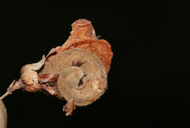 Ormocarpum kirkii