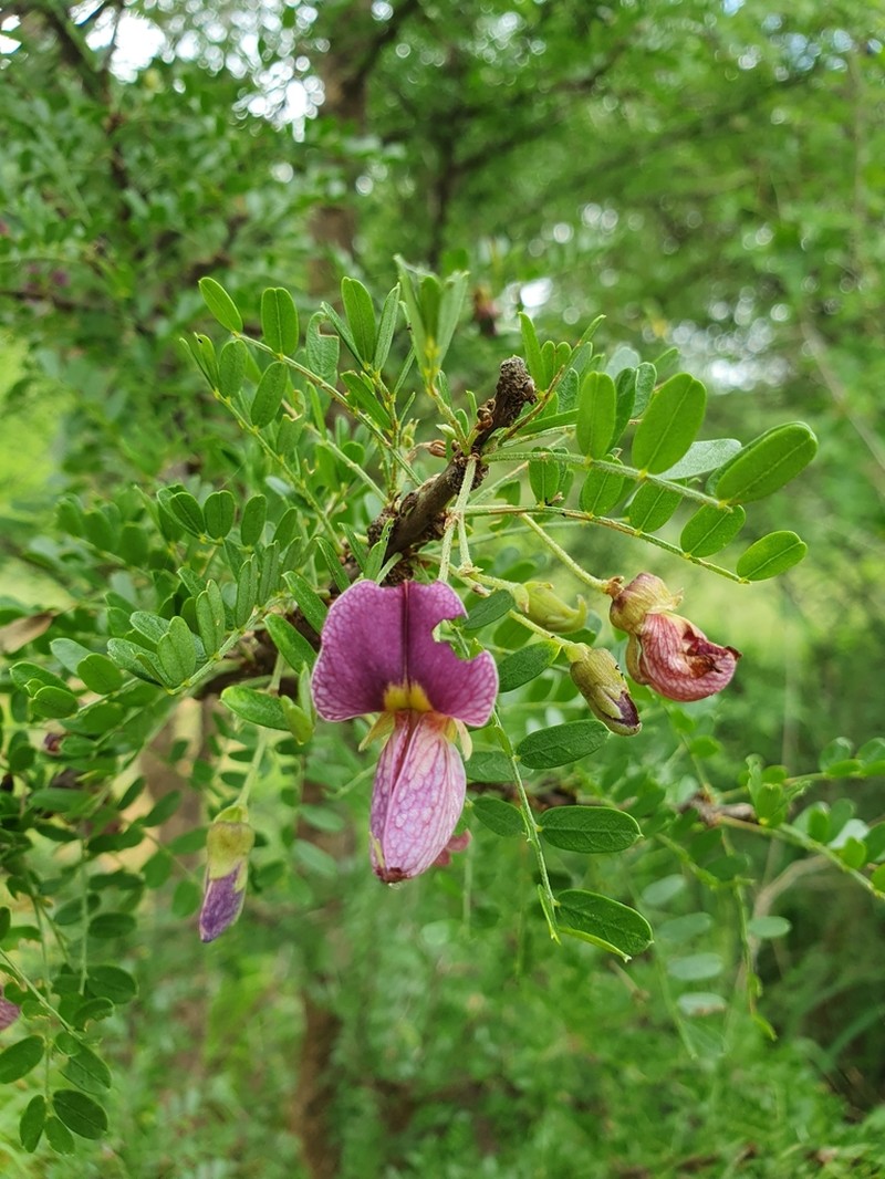 Ormocarpum kirkii photo 2