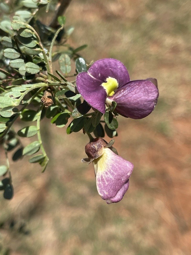 Ormocarpum kirkii photo 3