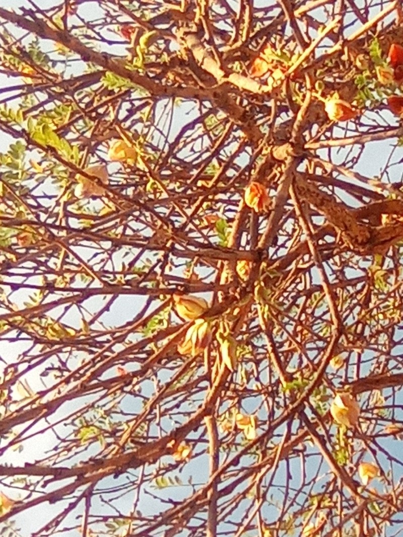 Ormocarpum pubescens