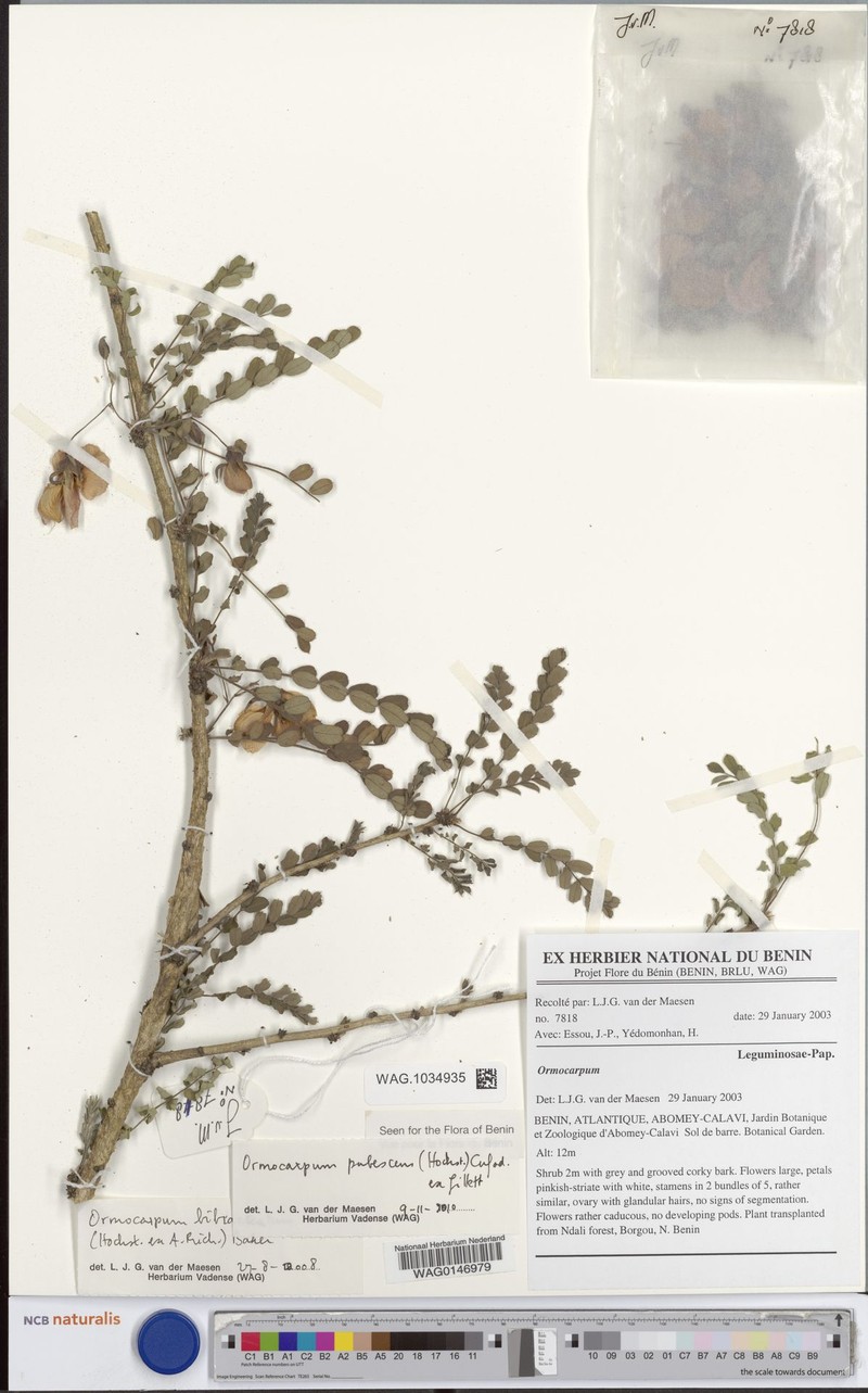Ormocarpum pubescens photo 2