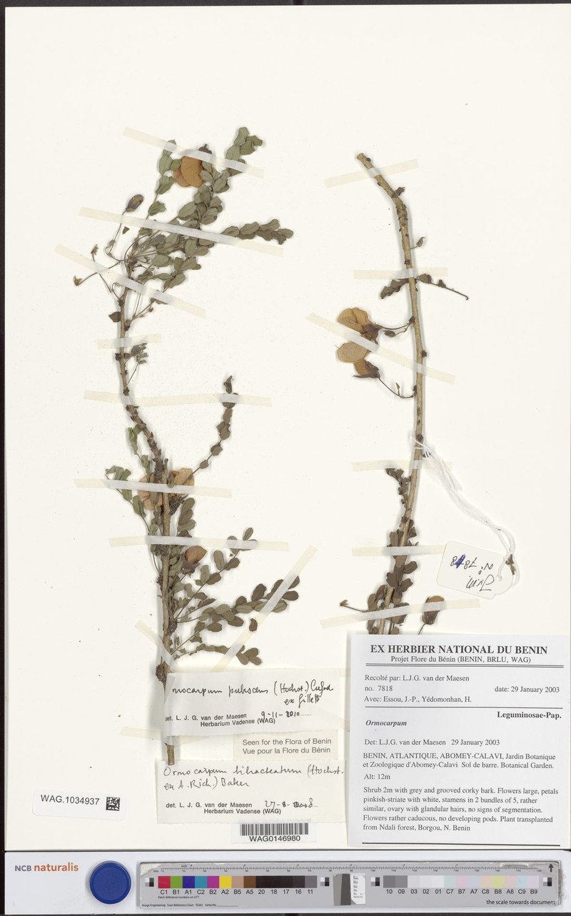 Ormocarpum pubescens photo 3