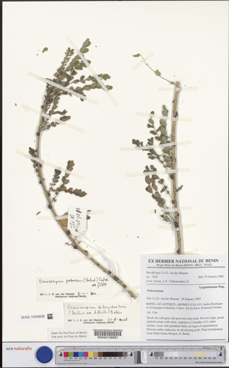 Ormocarpum pubescens photo 4