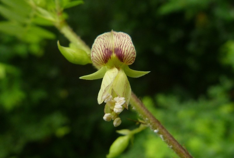 Ormocarpum schliebenii