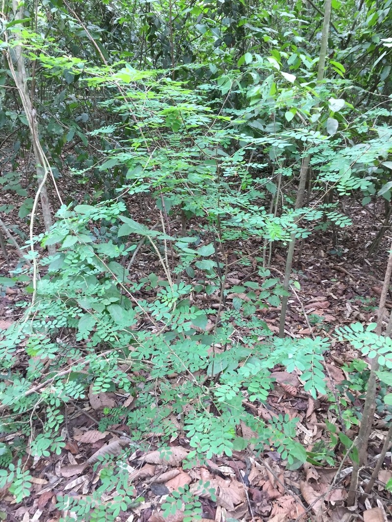 Ormocarpum sennoides photo 2