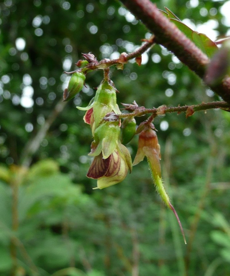 Ormocarpum sennoides photo 3