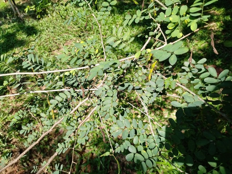 Ormocarpum sennoides photo 4