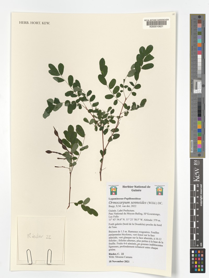 Ormocarpum sennoides photo 5