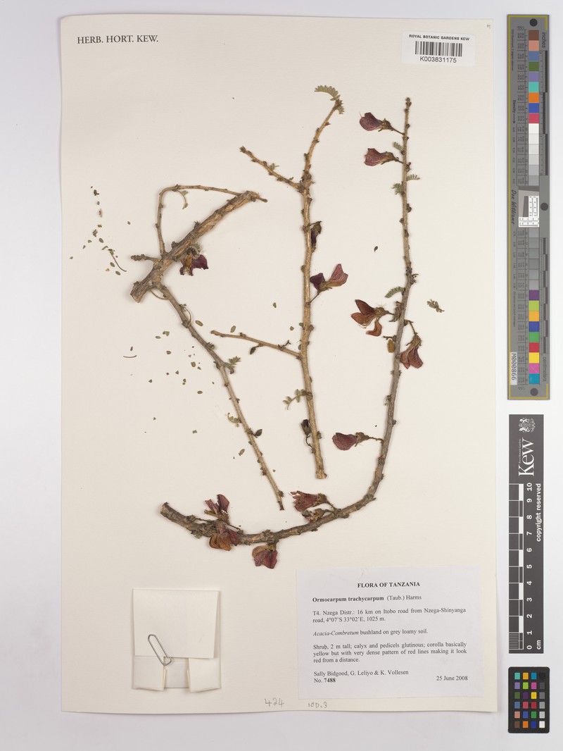 Ormocarpum trachycarpum photo 2
