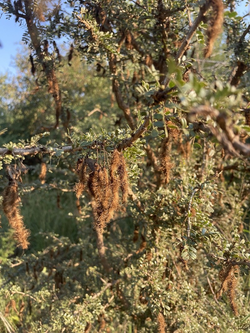 Ormocarpum trichocarpum