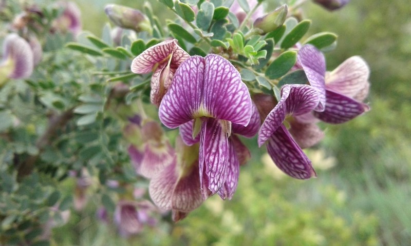 Ormocarpum trichocarpum photo 2