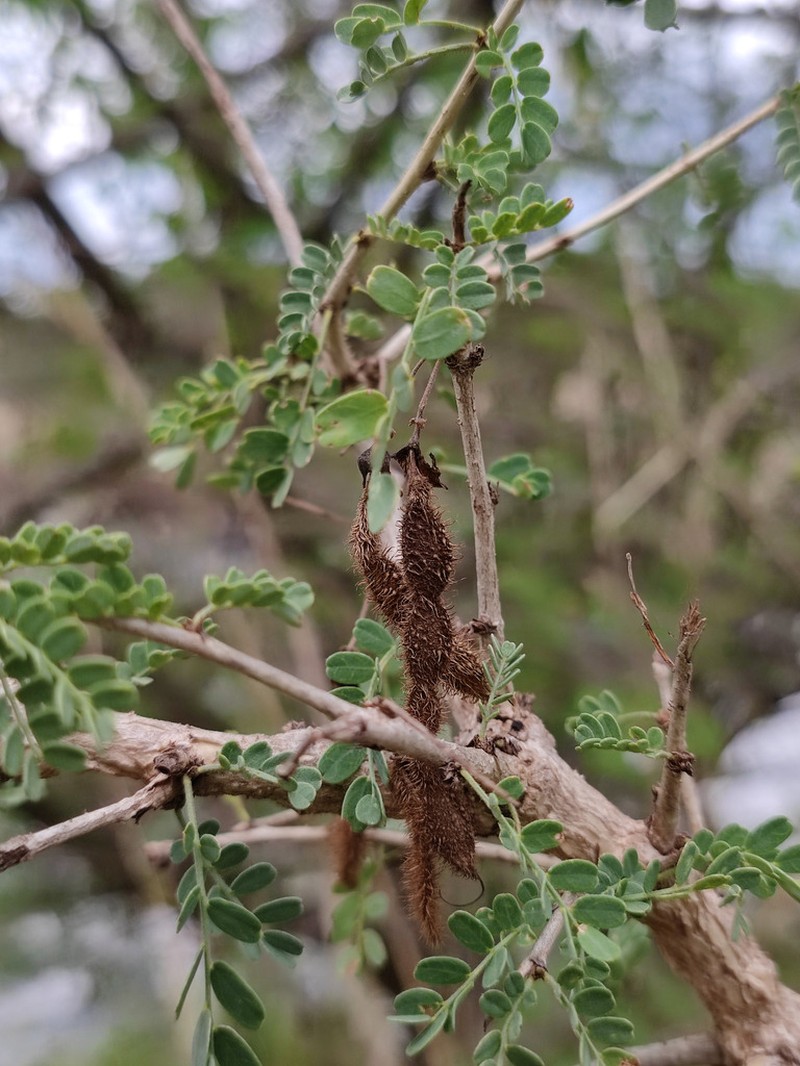 Ormocarpum trichocarpum photo 3