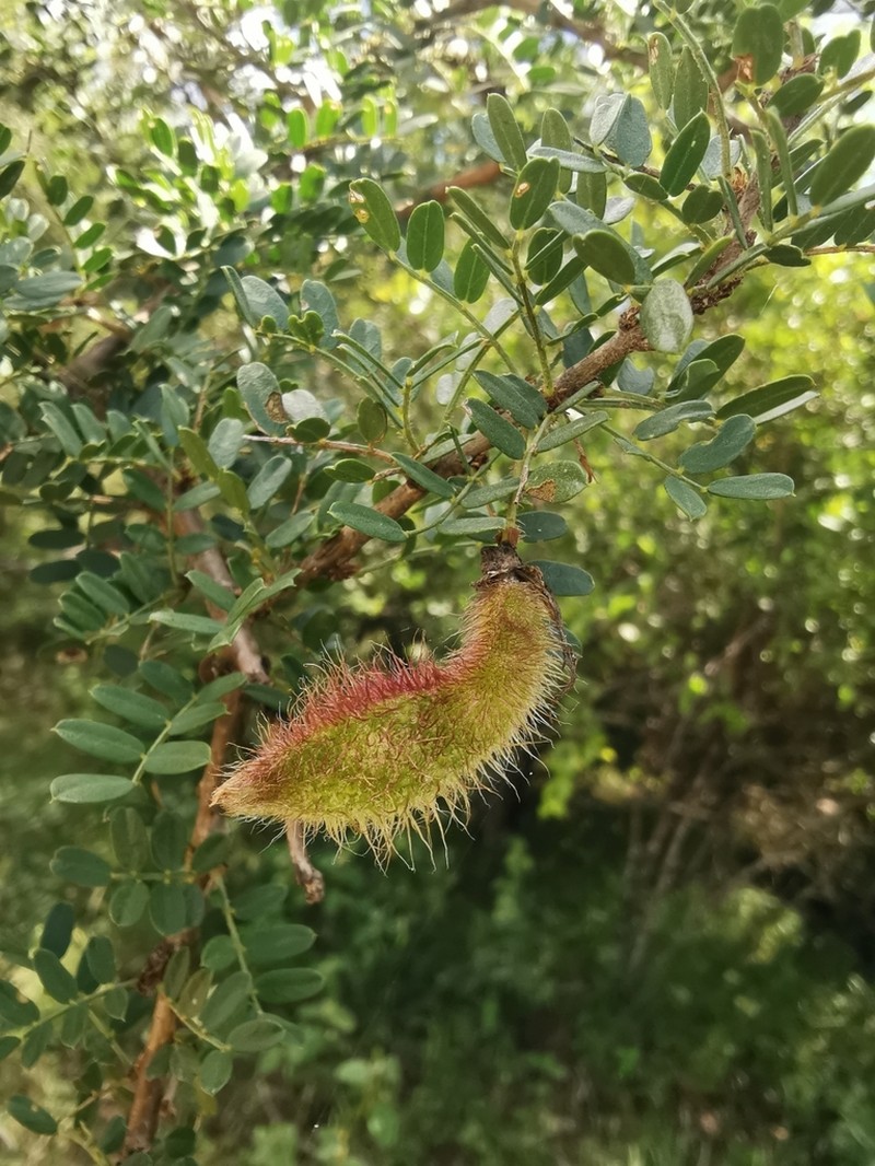 Ormocarpum trichocarpum photo 4