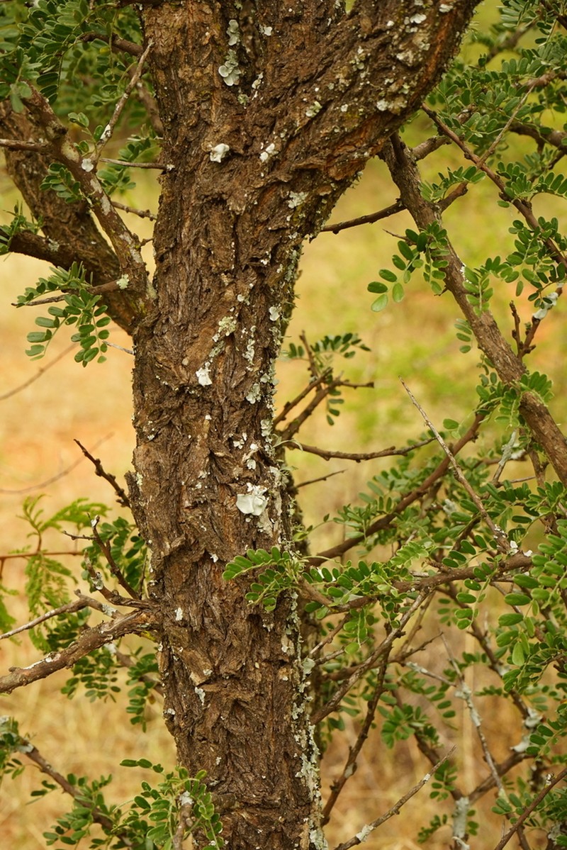 Ormocarpum trichocarpum photo 5