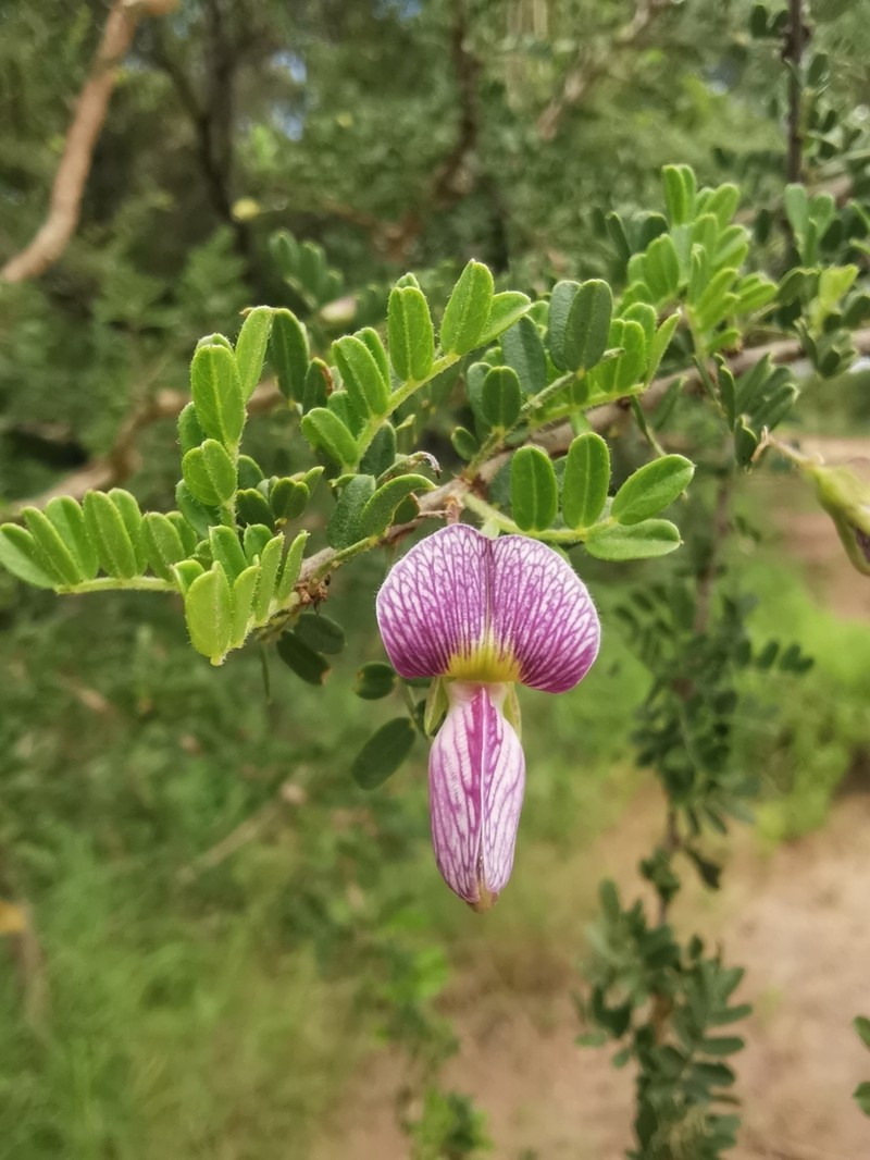 Ormocarpum trichocarpum photo 6