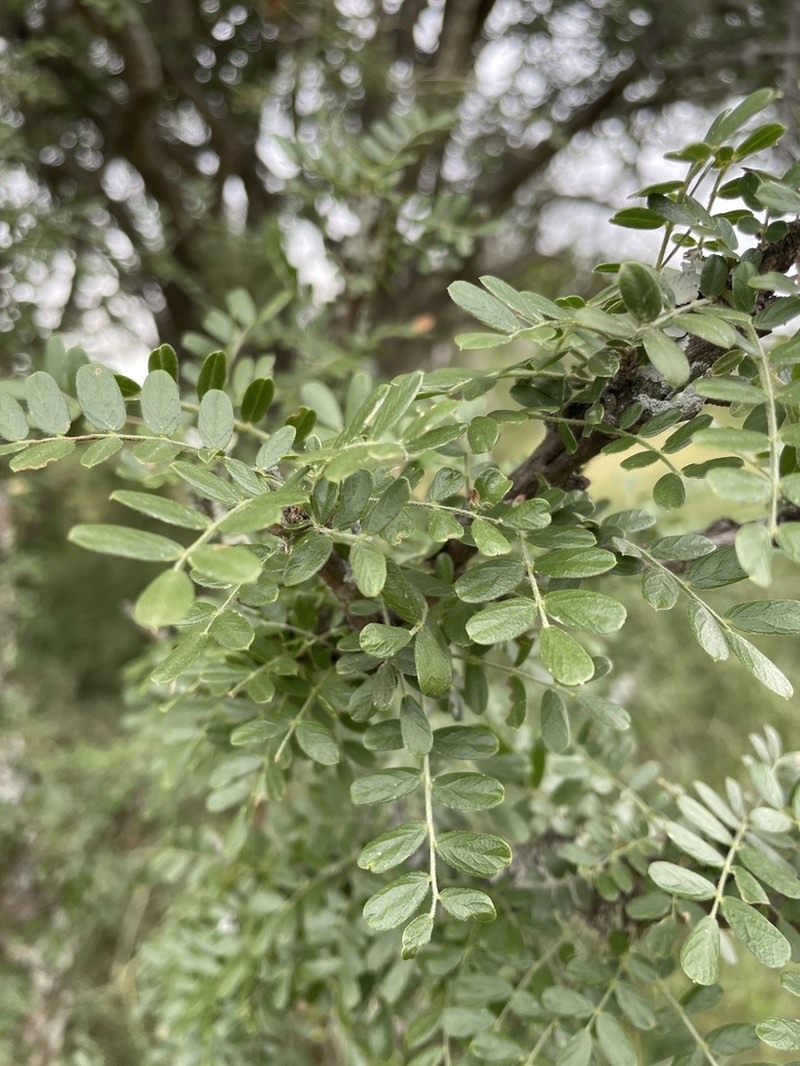 Ormocarpum trichocarpum photo 7
