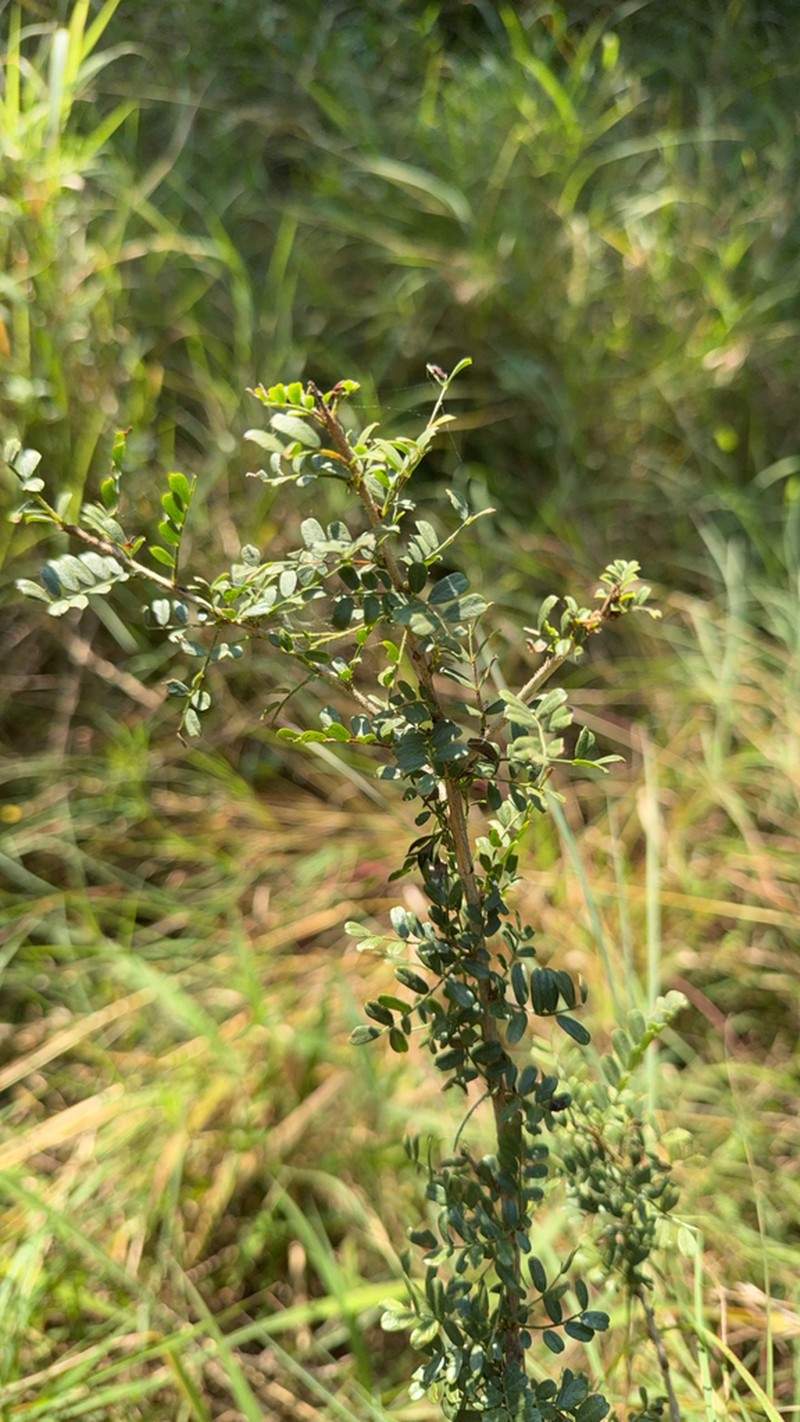 Ormocarpum trichocarpum photo 8