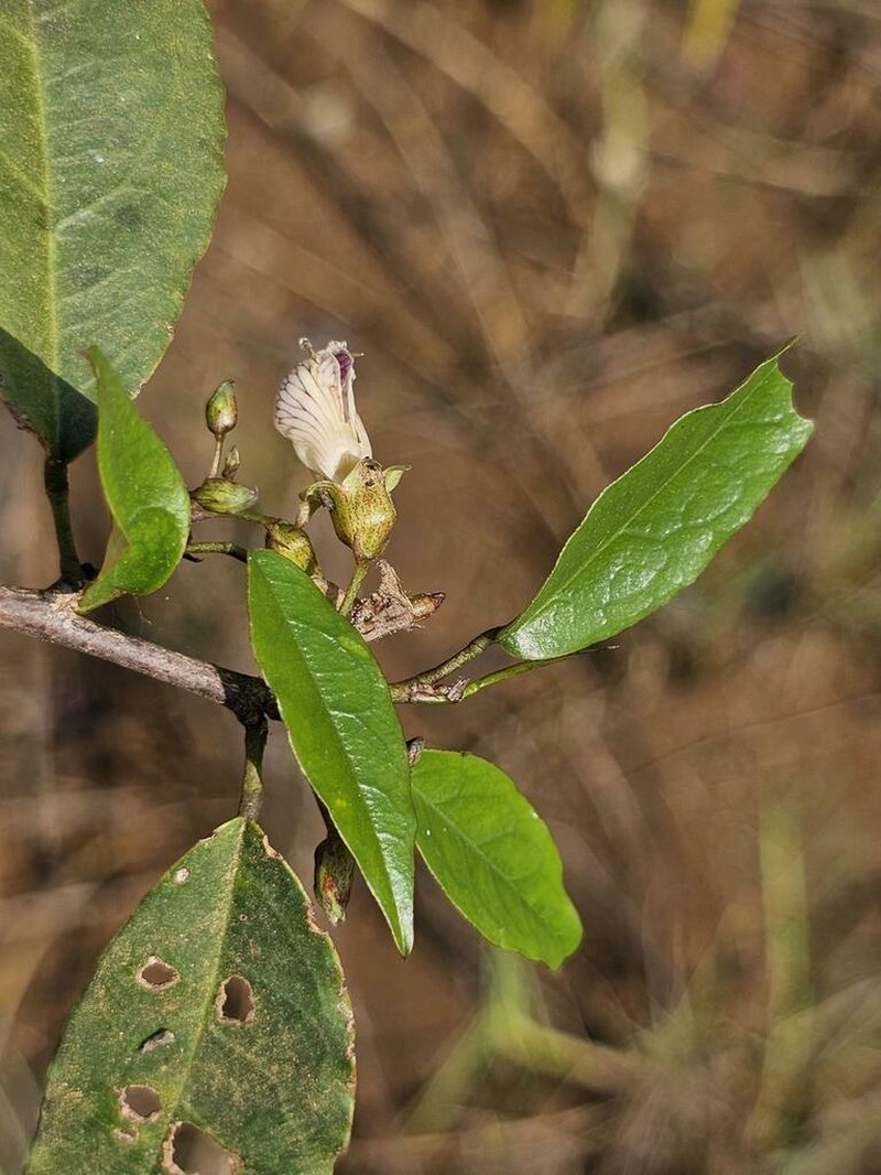 Ormocarpum verrucosum photo 2