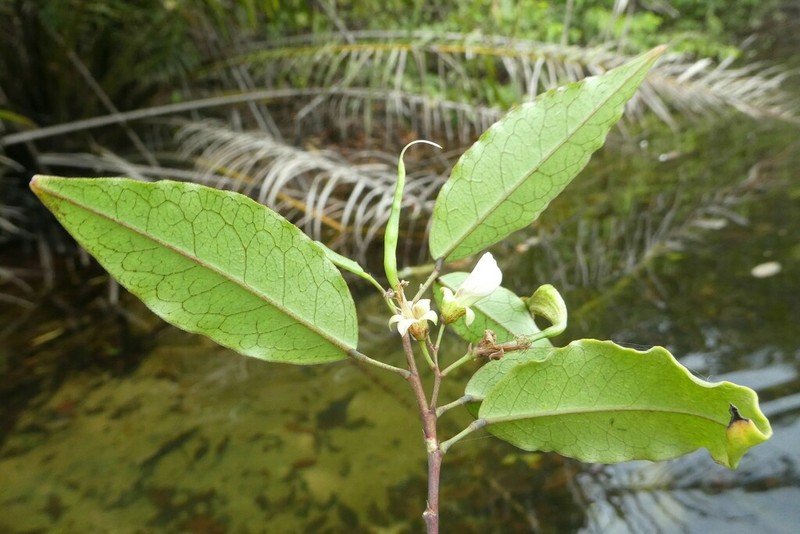 Ormocarpum verrucosum photo 3