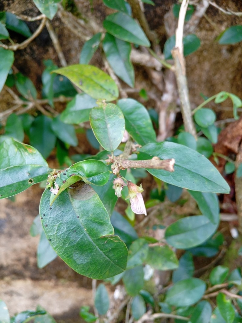 Ormocarpum verrucosum photo 4