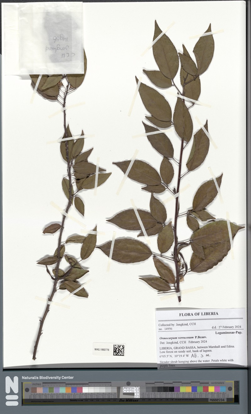Ormocarpum verrucosum photo 5