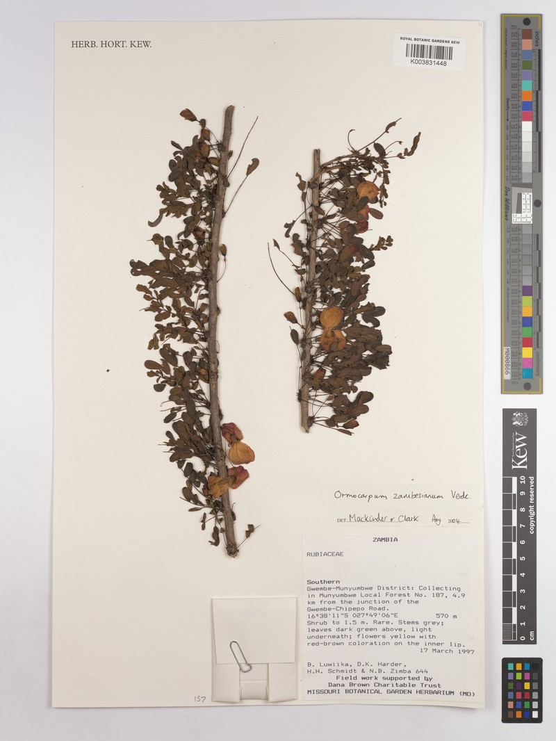 Ormocarpum zambesianum