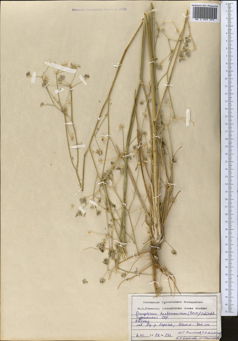 Ormopterum turcomanicum
