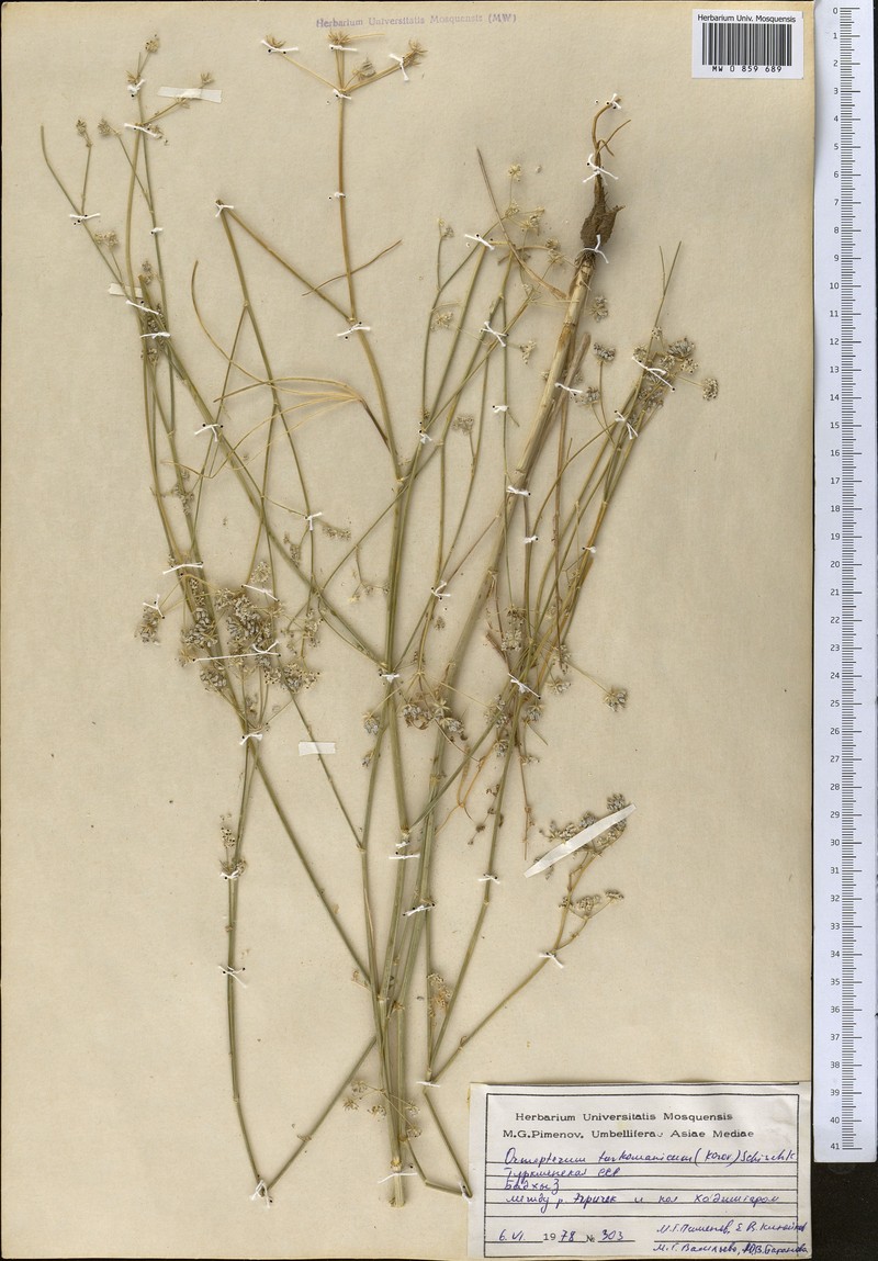 Ormopterum turcomanicum photo 2