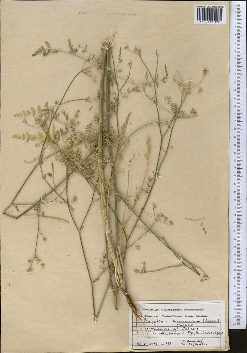 Ormopterum turcomanicum photo 3