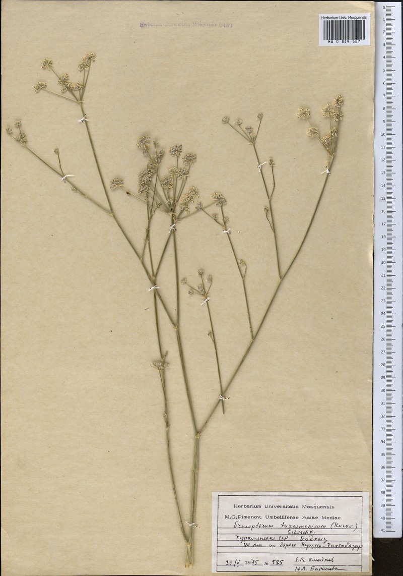 Ormopterum turcomanicum photo 4
