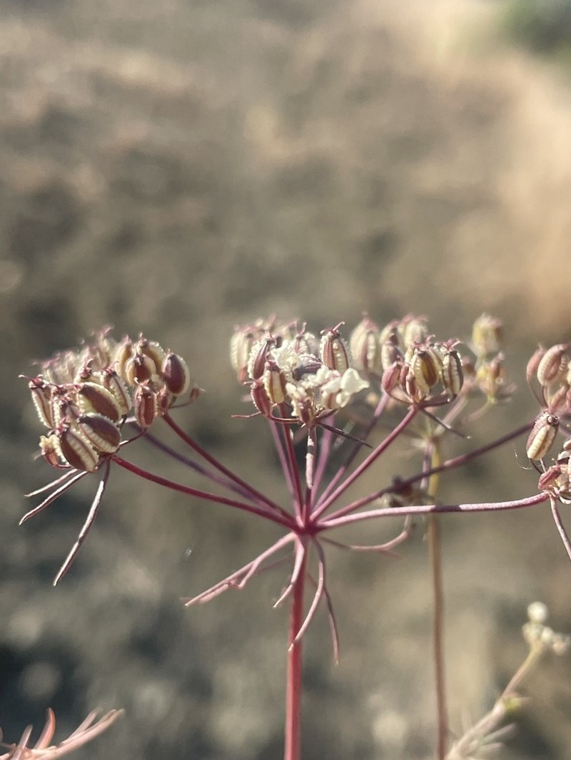 Ormosciadium aucheri