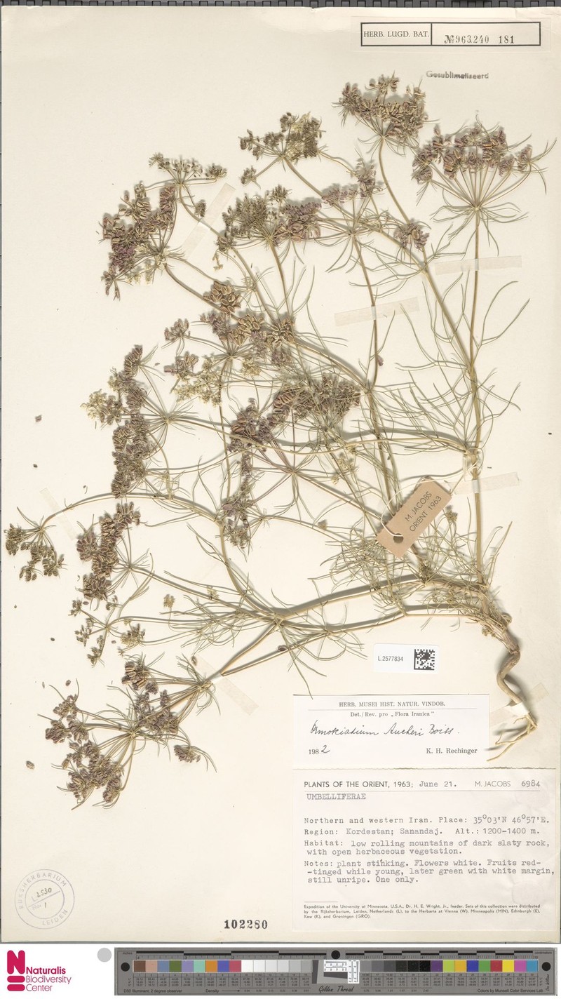 Ormosciadium aucheri photo 2