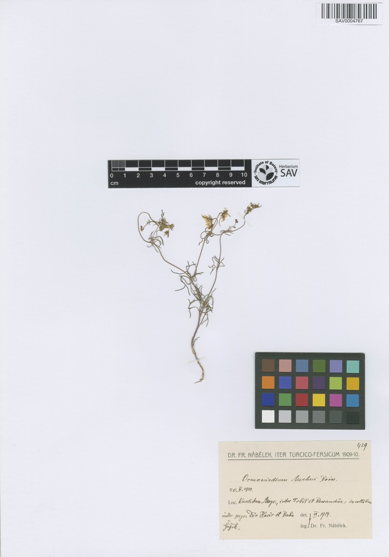 Ormosciadium aucheri photo 3
