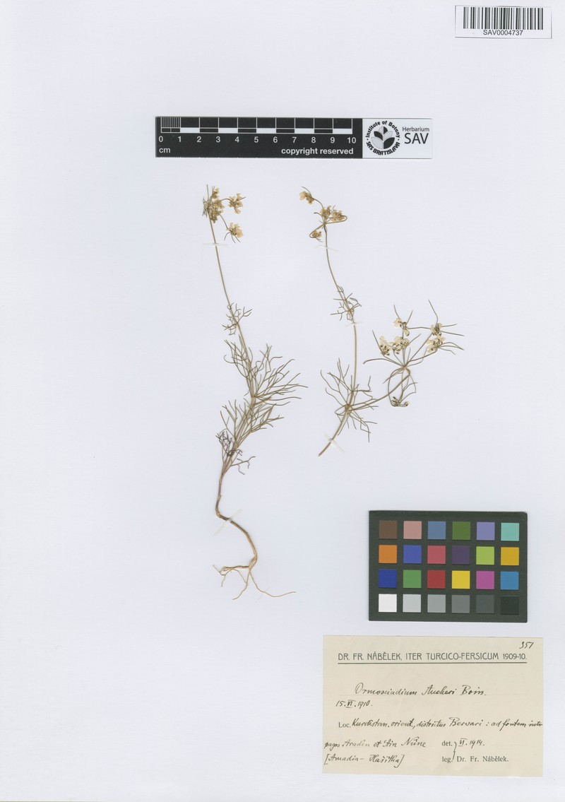 Ormosciadium aucheri photo 4