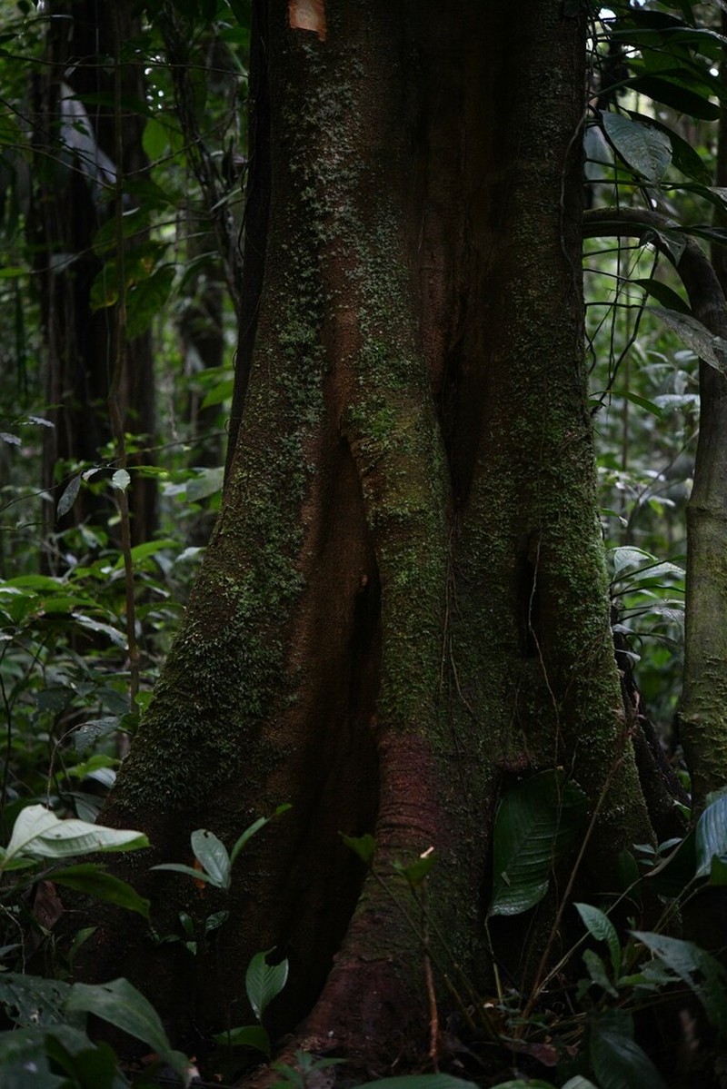 Ormosia amazonica photo 2