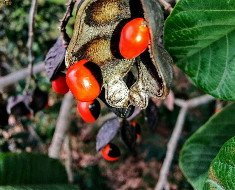 Ormosia amazonica photo 3
