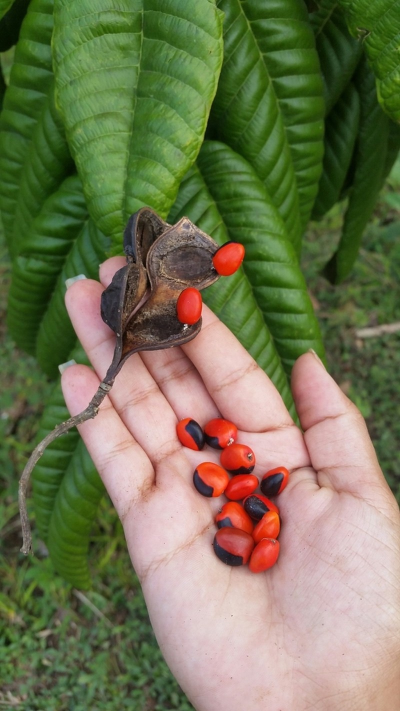 Ormosia amazonica photo 4