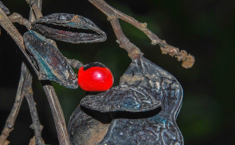 Ormosia amazonica photo 5