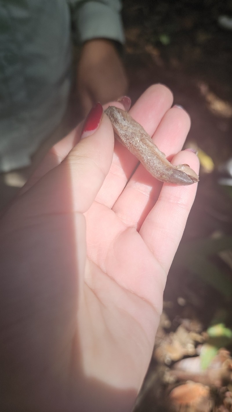 Ormosia amazonica photo 6