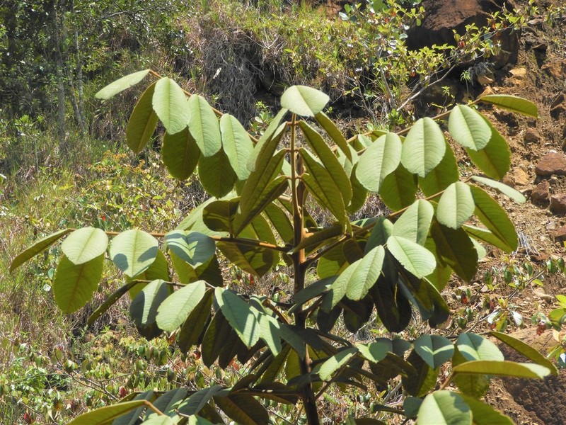 Ormosia antioquensis photo 2