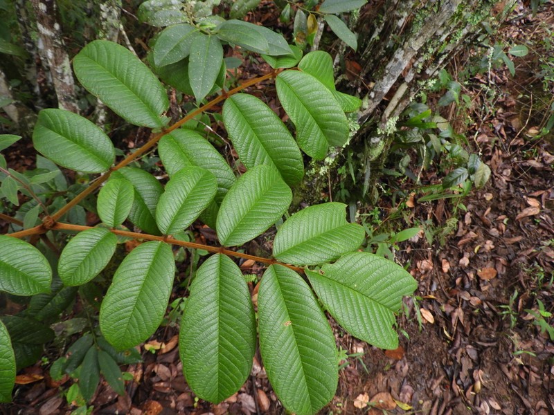 Ormosia antioquensis photo 3
