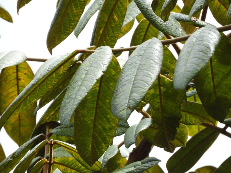 Ormosia antioquensis photo 4