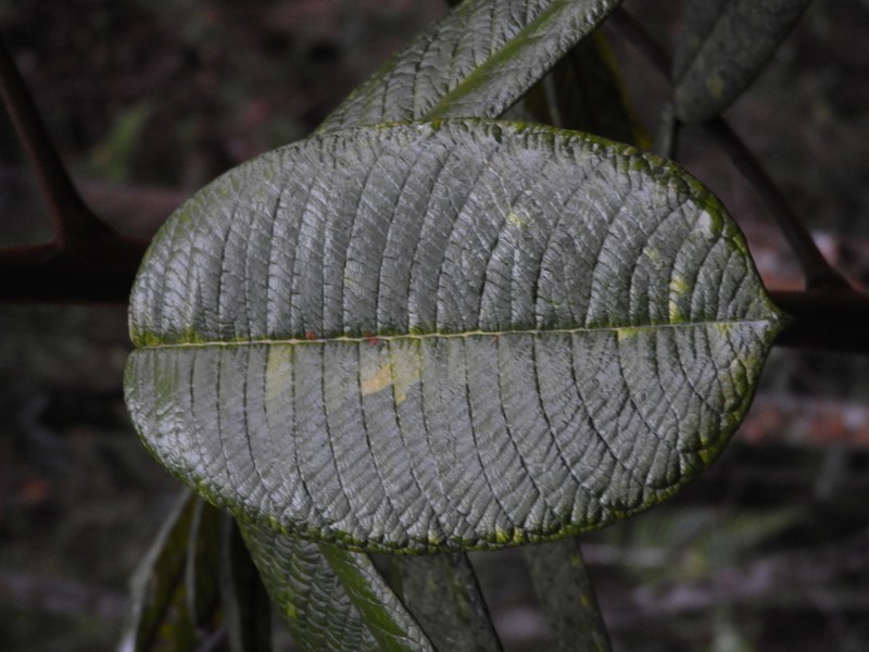 Ormosia antioquensis photo 7