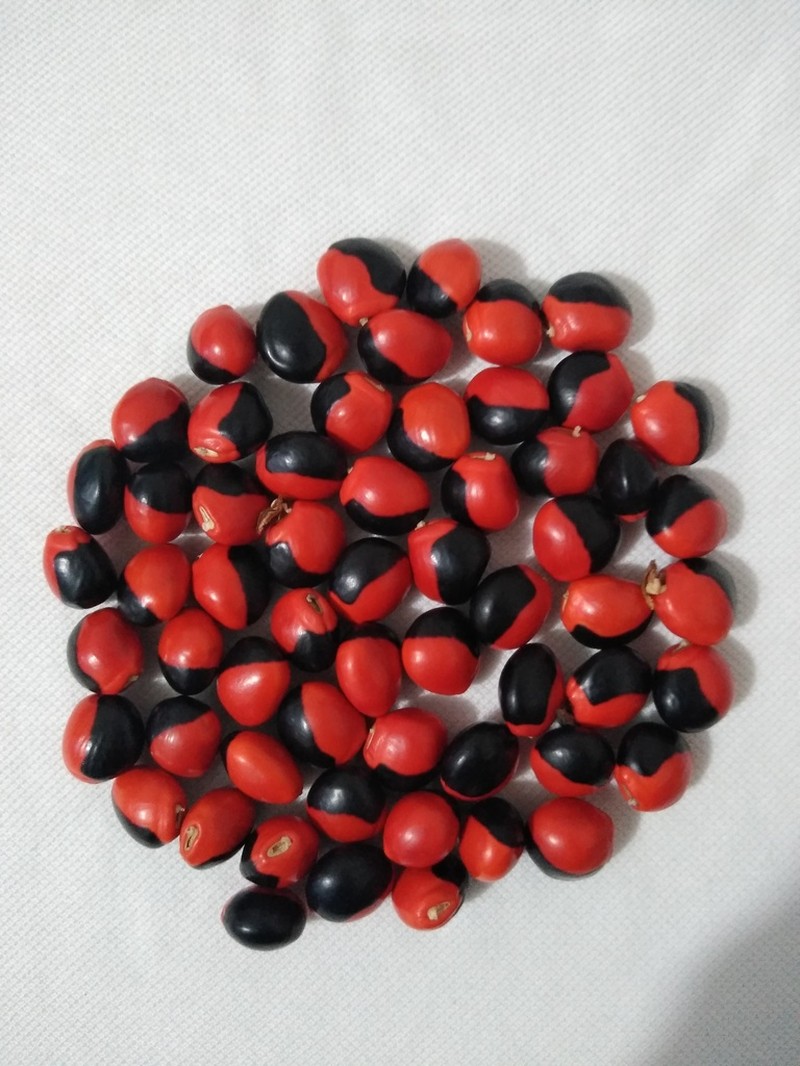 Ormosia antioquensis photo 8
