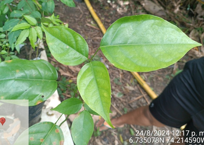Ormosia corcovada