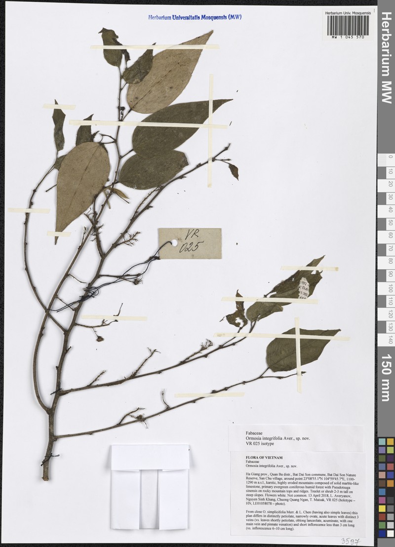 Ormosia integrifolia