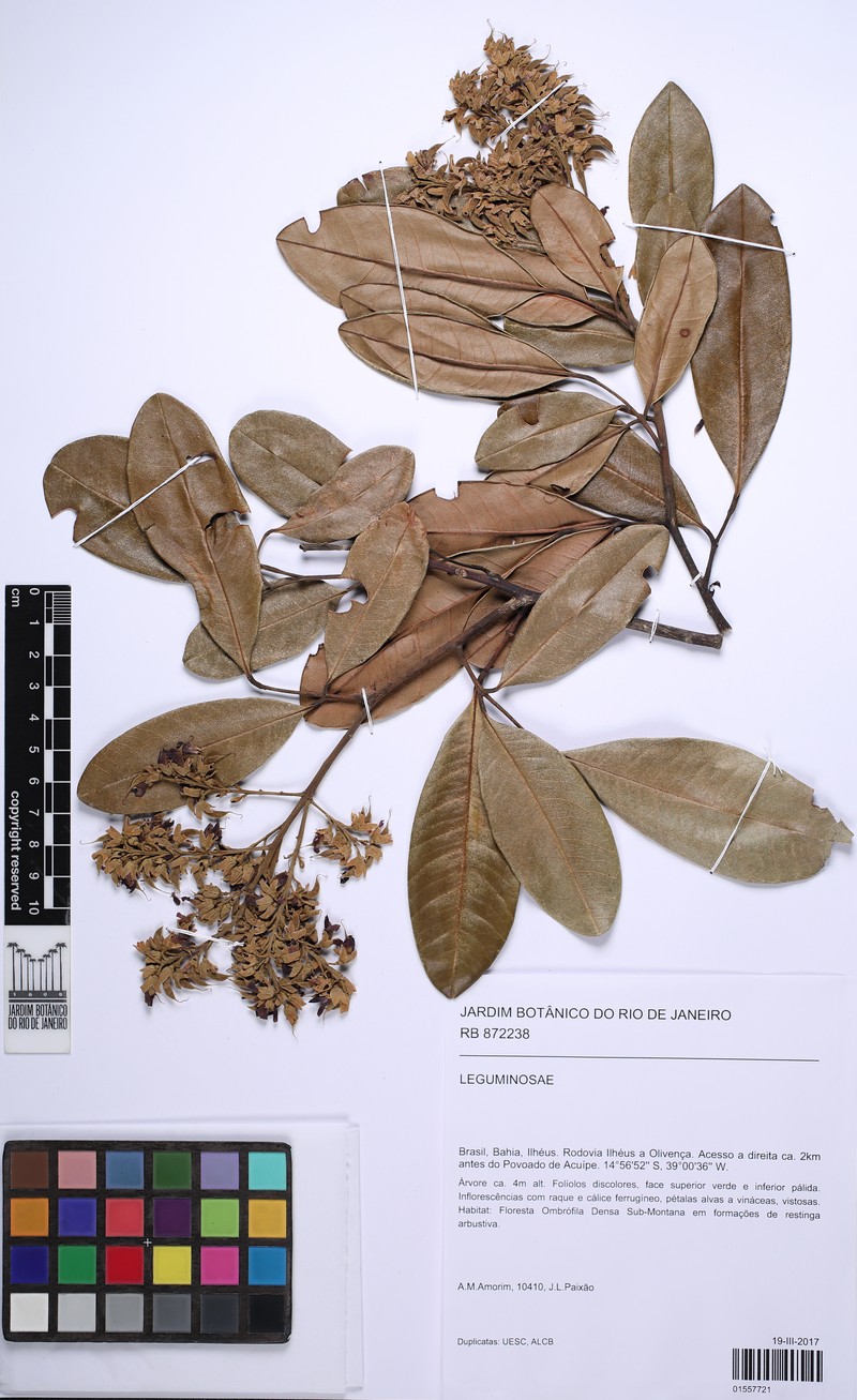 Ormosia lewisii