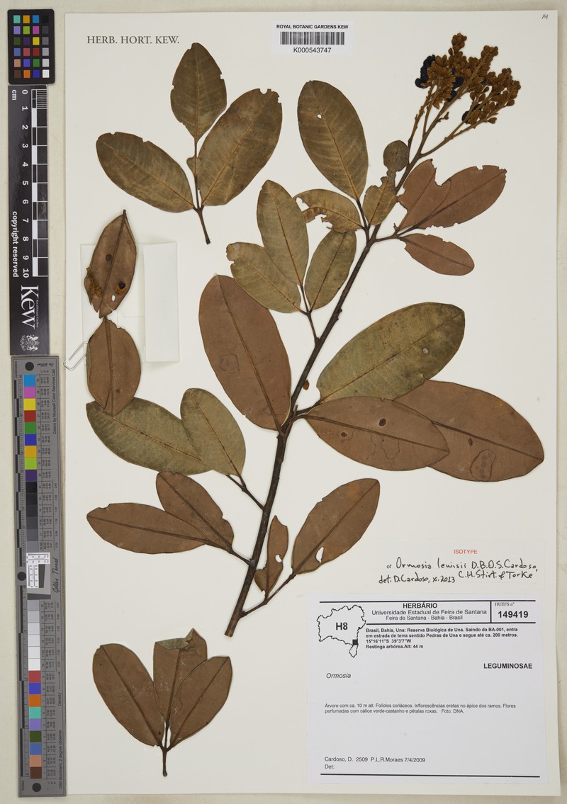 Ormosia lewisii photo 2
