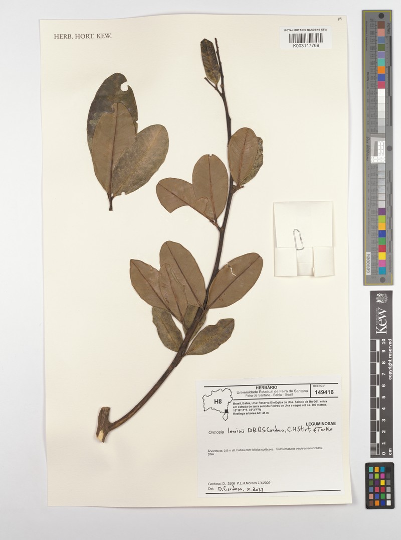 Ormosia lewisii photo 3