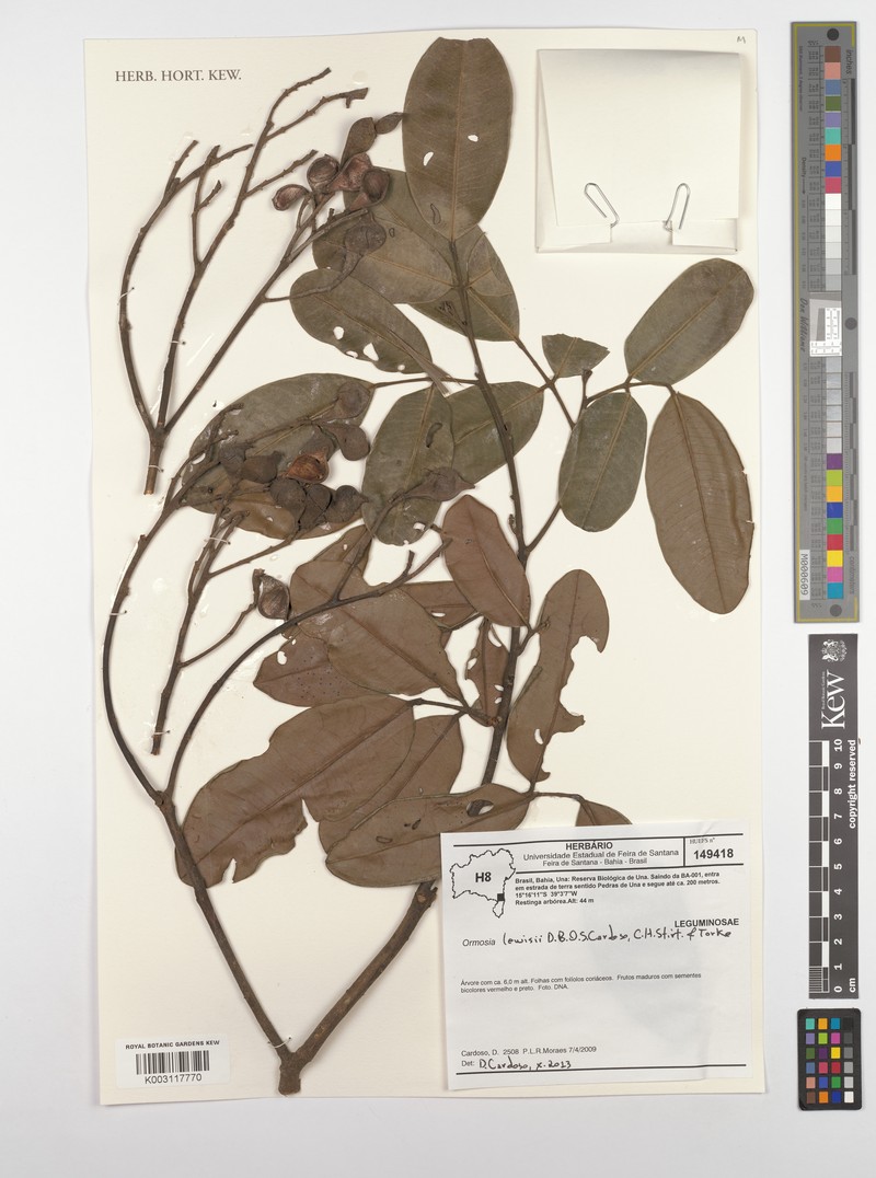 Ormosia lewisii photo 4